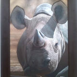 Rhino