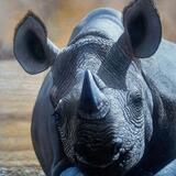Sun Basking - Black Rhino