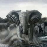 Storming Elephant