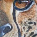 Calculative Gaze - Cheetah