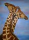 Giraffe lovers necking