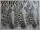 A study in symmetry (Zebras drinking water)