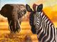 Zebra and Elephant 