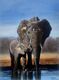 Mother and calf