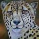 cheetah portrait