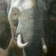 African elephant
