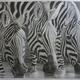 A study in symmetry (Zebras drinking water)