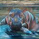 Baby Hippo bath