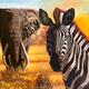 Zebra and Elephant 