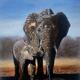 Mother and calf