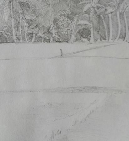 Palm and paddy fields