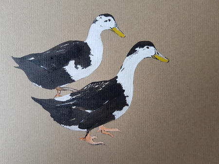 Magpie ducks