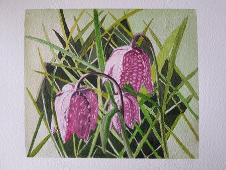 Snake's Head Fritillaries
