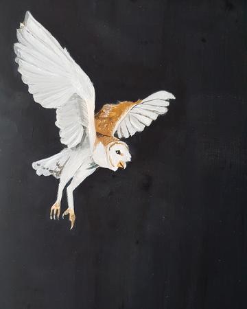 Barn owl