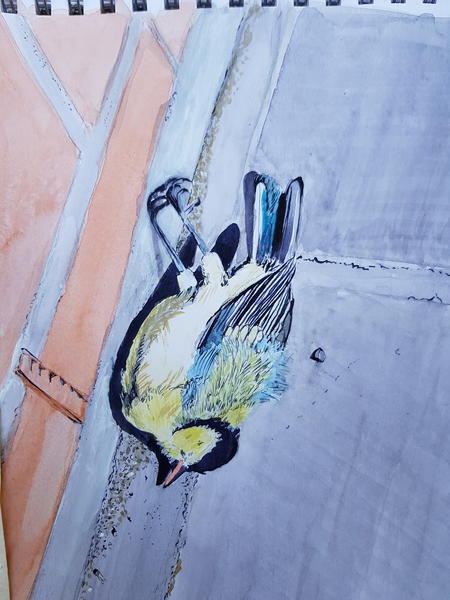 Great tit fledgeling