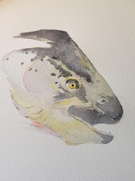 Salmon head