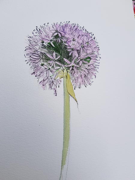 Allium