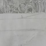 Palm and paddy fields