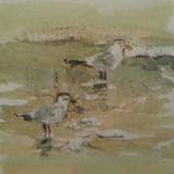 Gulls on the River Lea