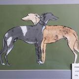 Whippet Love