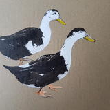 Magpie ducks