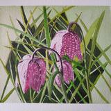 Snake's Head Fritillaries
