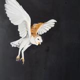 Barn owl