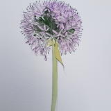 Allium