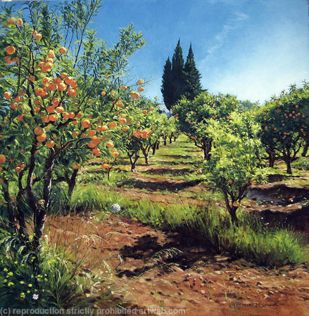 Orange Groves