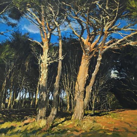 Sunlight and Shadows. Prussia Cove