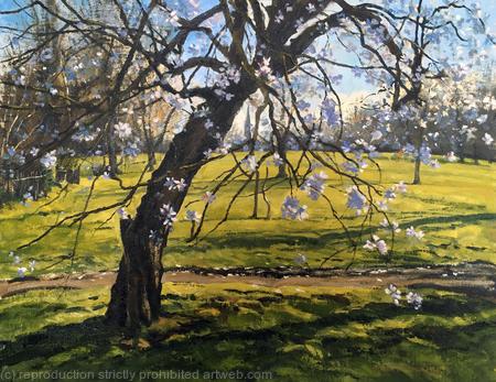 Cherry Blossom, Brockwell Park