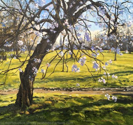 Cherry Blossom, Brockwell Park