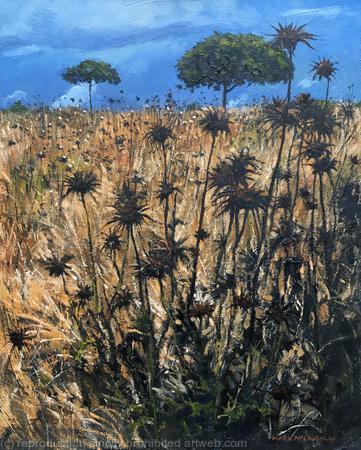 Thistle Field, Mallorca