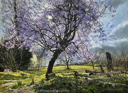 Cherry Blossom, Brockwell Park.