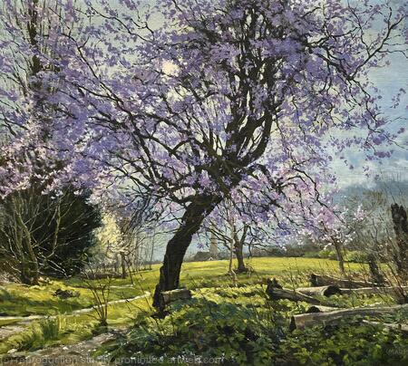 Cherry Blossom Tree, Brockwell Park.