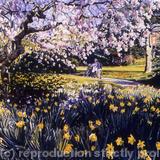 Magnolia, Ruskin Park