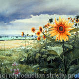 Sunflowers with gathering rain