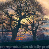 March evening, Brockwell Park