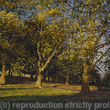 Autumn afternoon, Brockwell Park