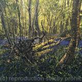 Uprooted, Bluebell woods. Rusper