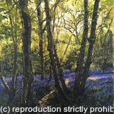 Bluebell woods, Rusper
