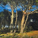 Sunlight and Shadows. Prussia Cove