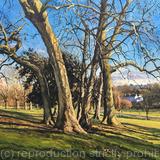 Winter's day, Brockwell Park