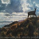 Red Deer, Loch Coruisk. Isle of Skye