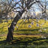 Cherry Blossom, Brockwell Park