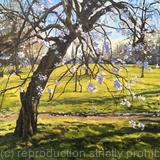 Cherry Blossom, Brockwell Park