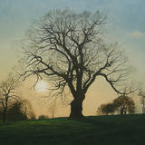 Spring Oak, Brockwell Park.