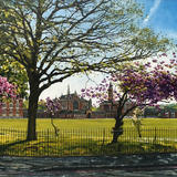 Spring Blossom, Dulwich College