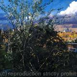 View from Rosendale allotments