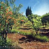 Orange Groves, Algarve
